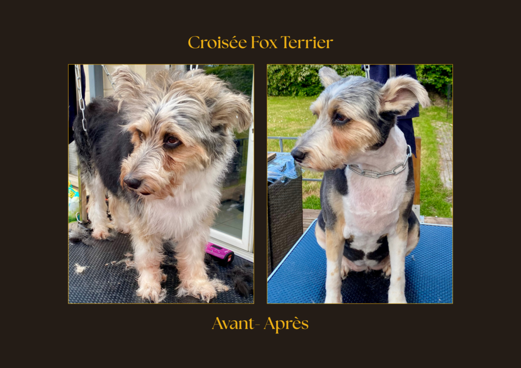 Croisée fox Terrier Avant-Après | la patte mobile