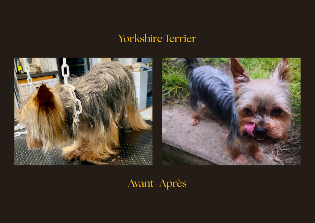 yorkshire Terrier Avant-Après | la patte mobile
