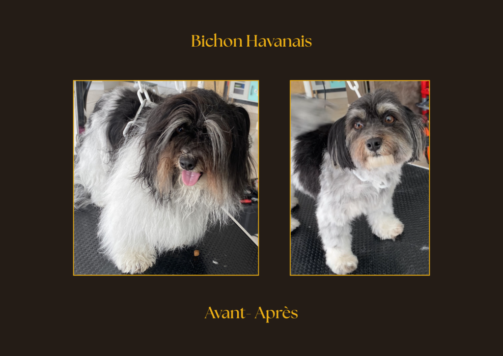 Bichon havanais Avant-Après | la patte mobile