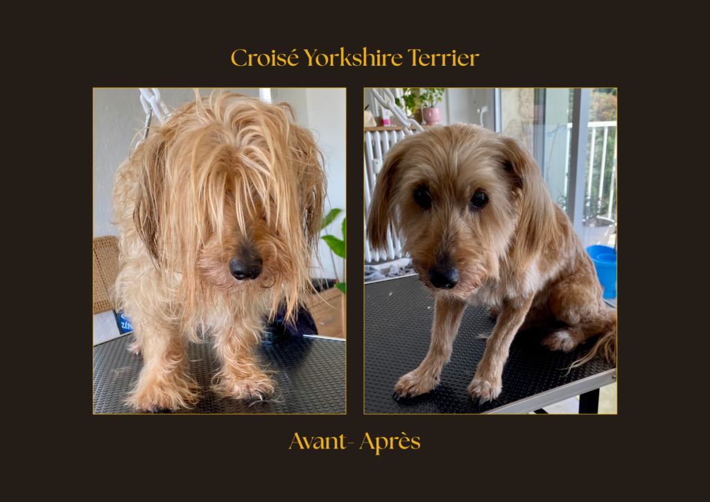 Croisé yorkshire Terrier Avant-Après | la patte mobile