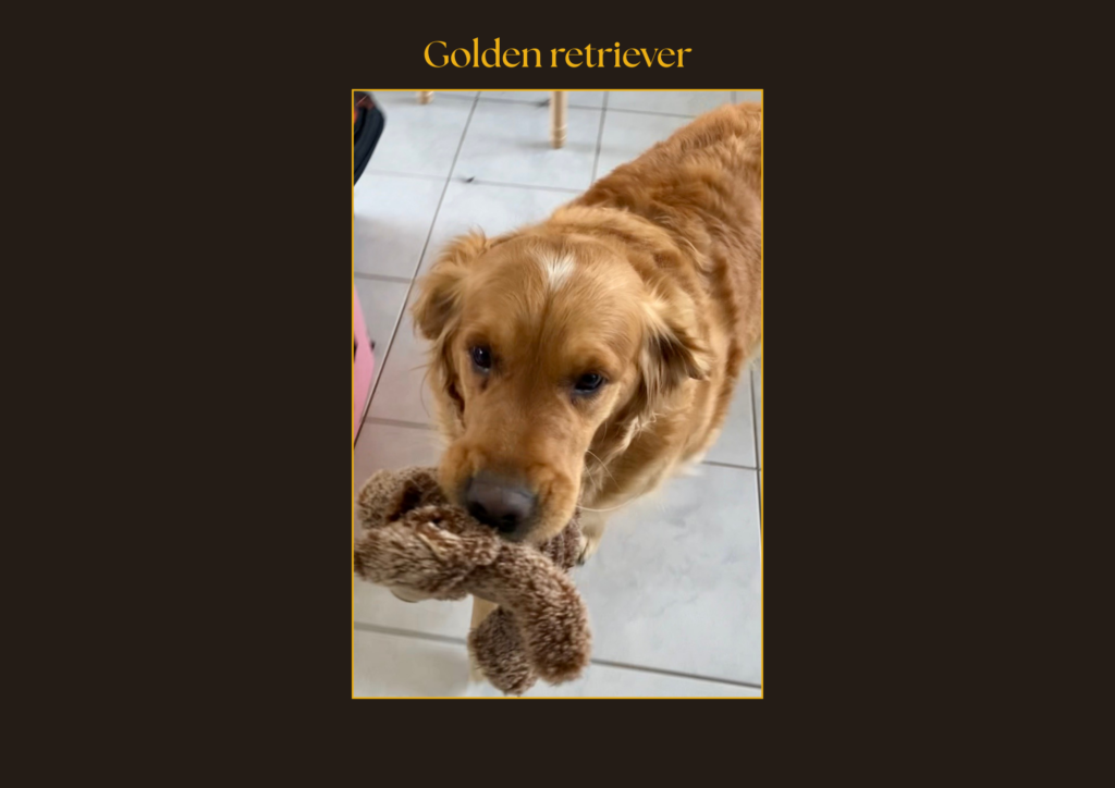 Golden retriever | la patte mobile