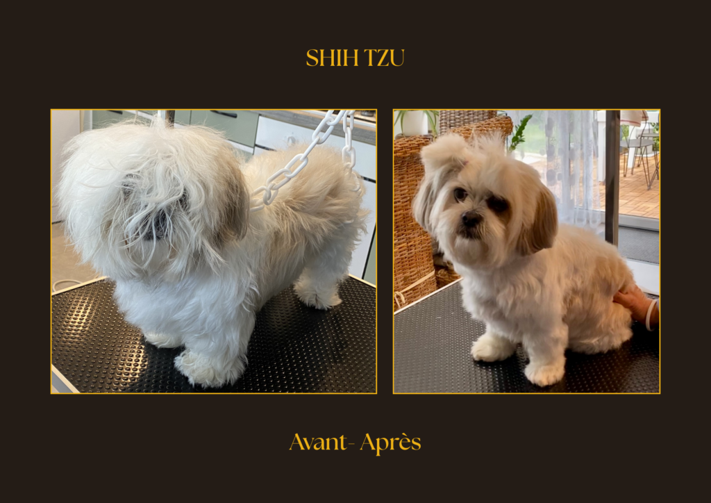 shih tzu Avant-Après | la patte mobile