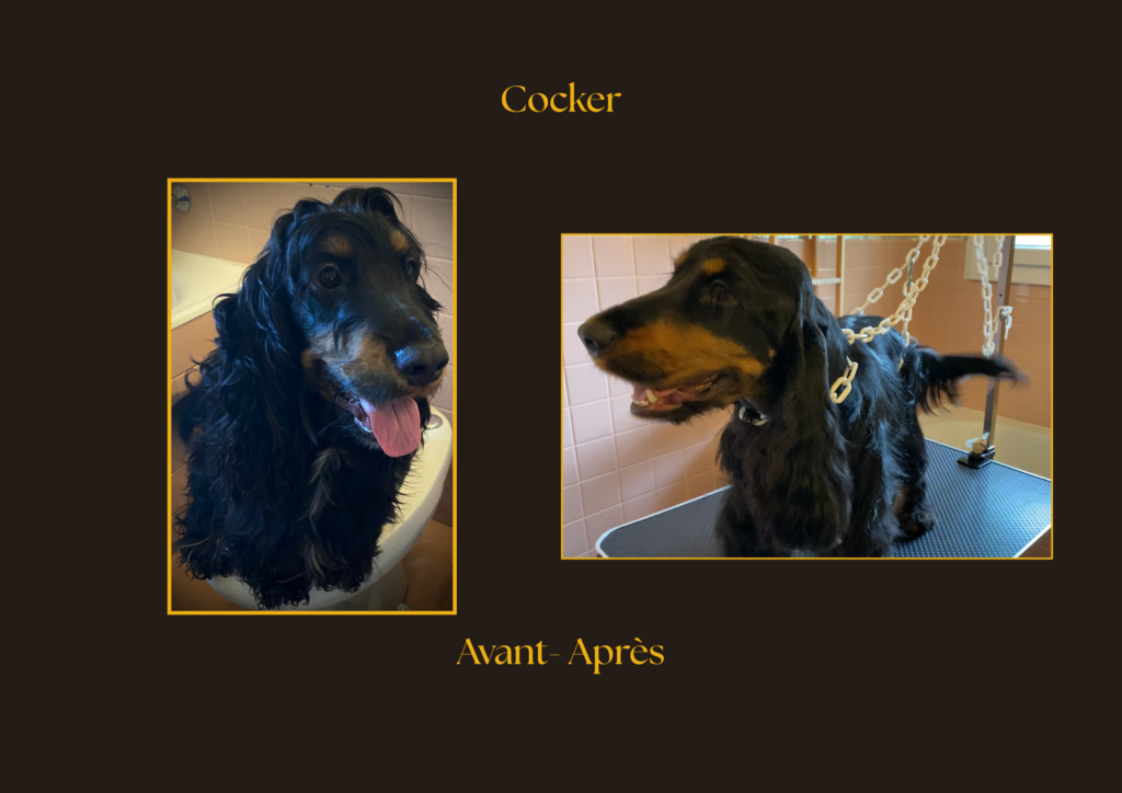 Cocker Avant-Après | la patte mobile