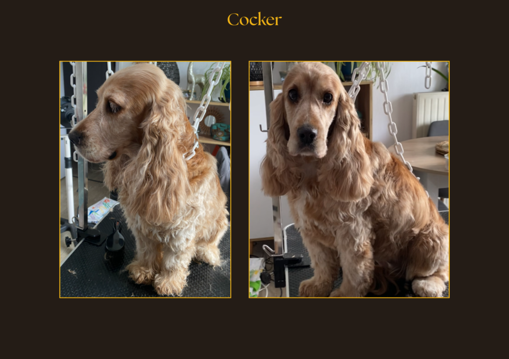 Cocker Avant-Après | la patte mobile