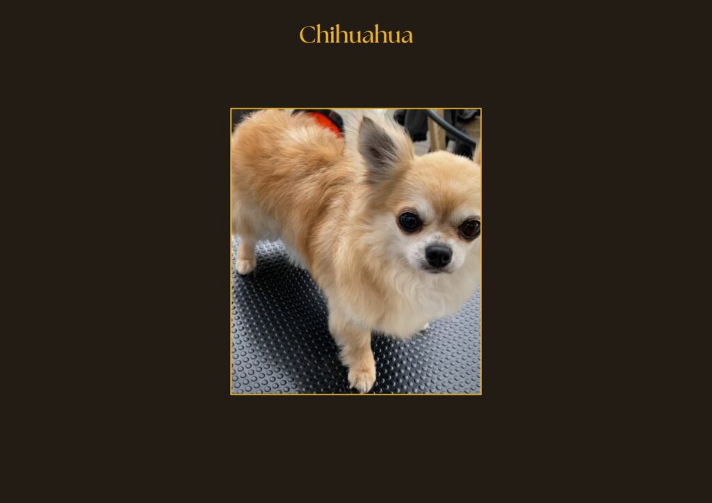 Chihuahua Avant-Après | la patte mobile