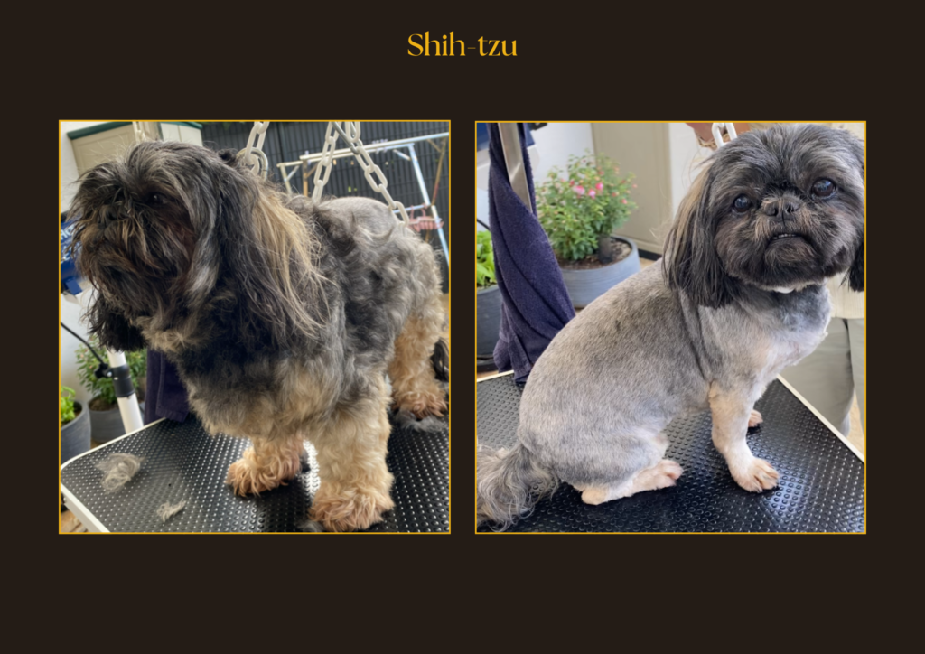 Shih tzu Avant-Après | La patte mobile