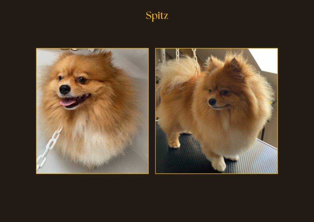 Spitz Avant-Après | la patte mobile