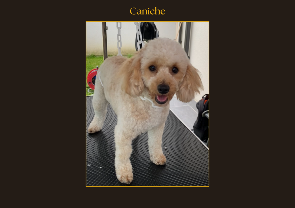Caniche nain | La patte mobile