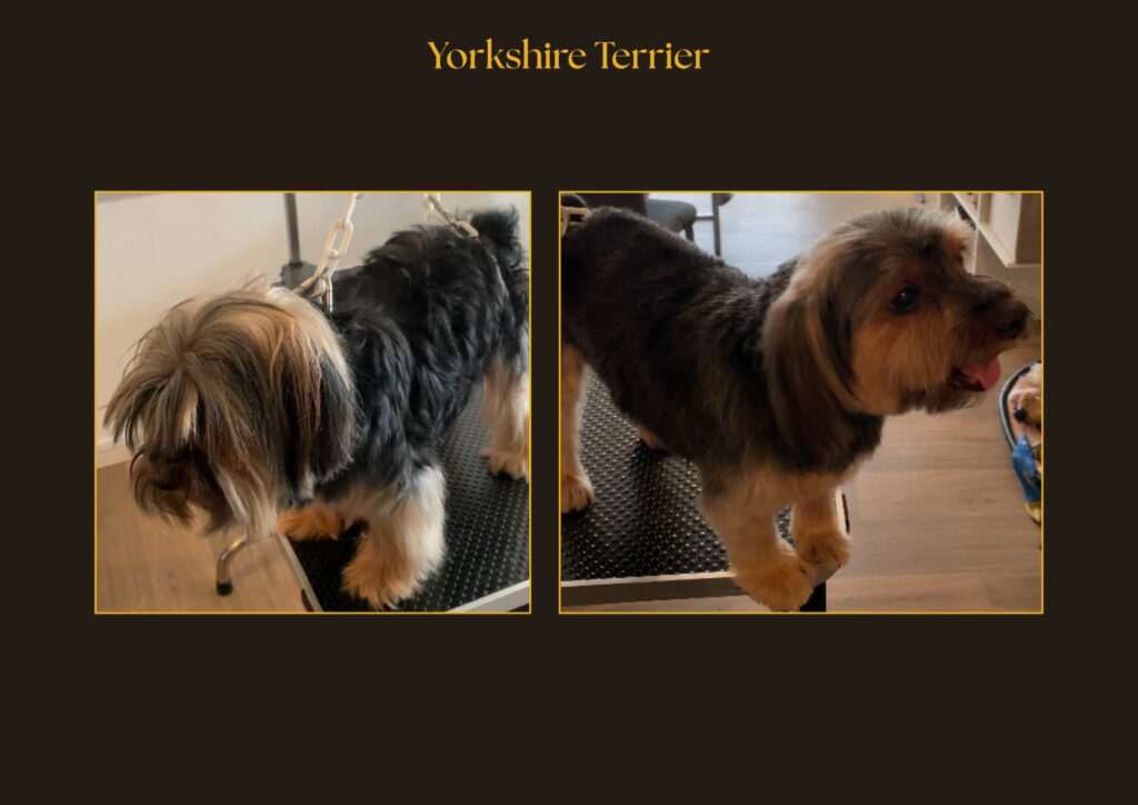 yorkshire Terrier Avant-Après | la patte mobile