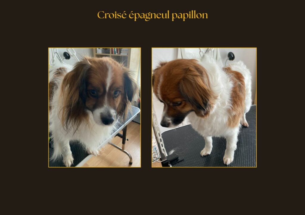 Croisé épagneul papillon | la patte mobile