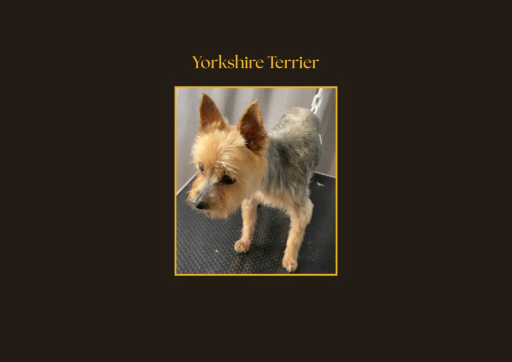 yorkshire Terrier Avant-Après | la patte mobile