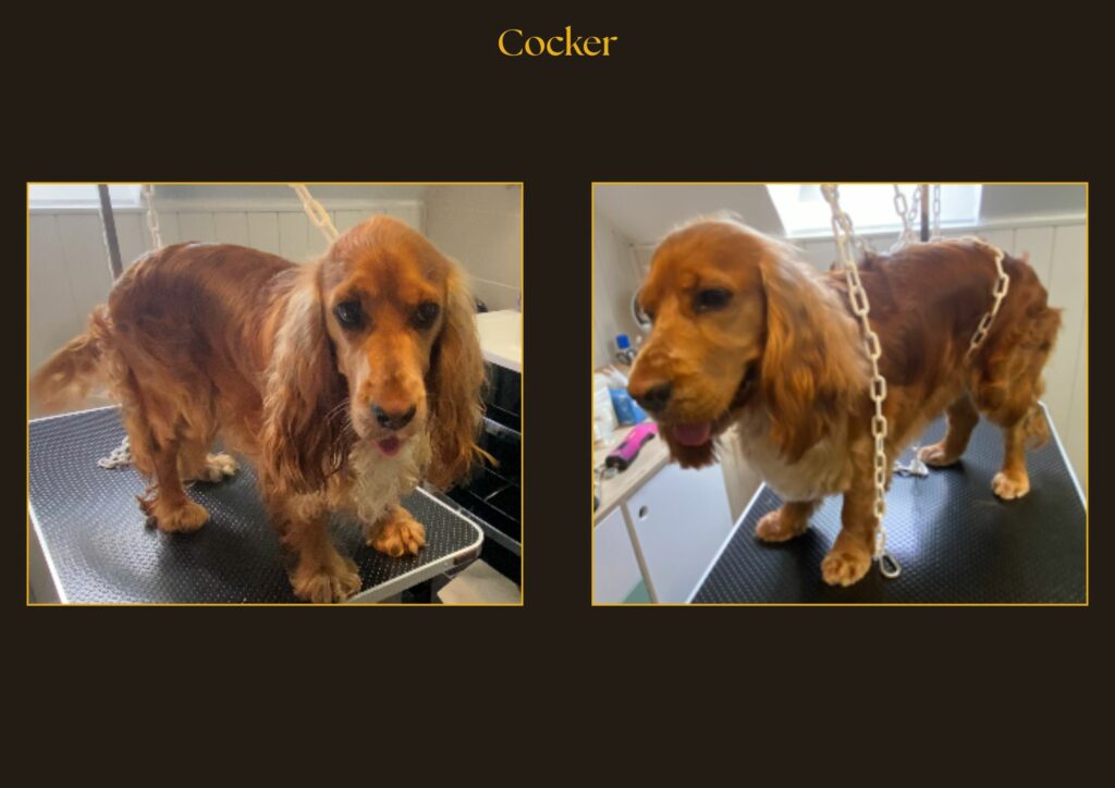 cocker Avant-Après | la patte mobile